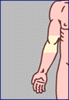 elbow flexure